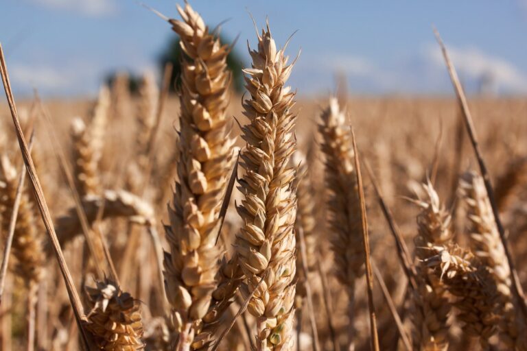 The Truth About Wheat